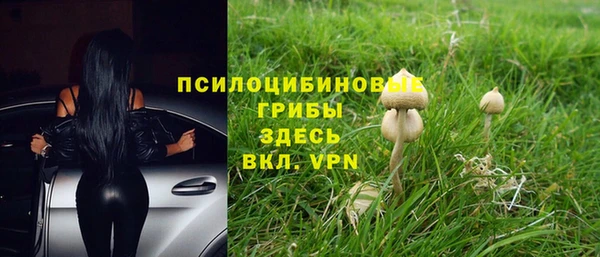 стаф Пересвет
