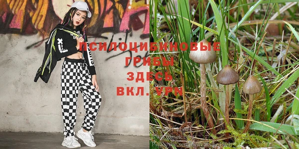 стаф Пересвет